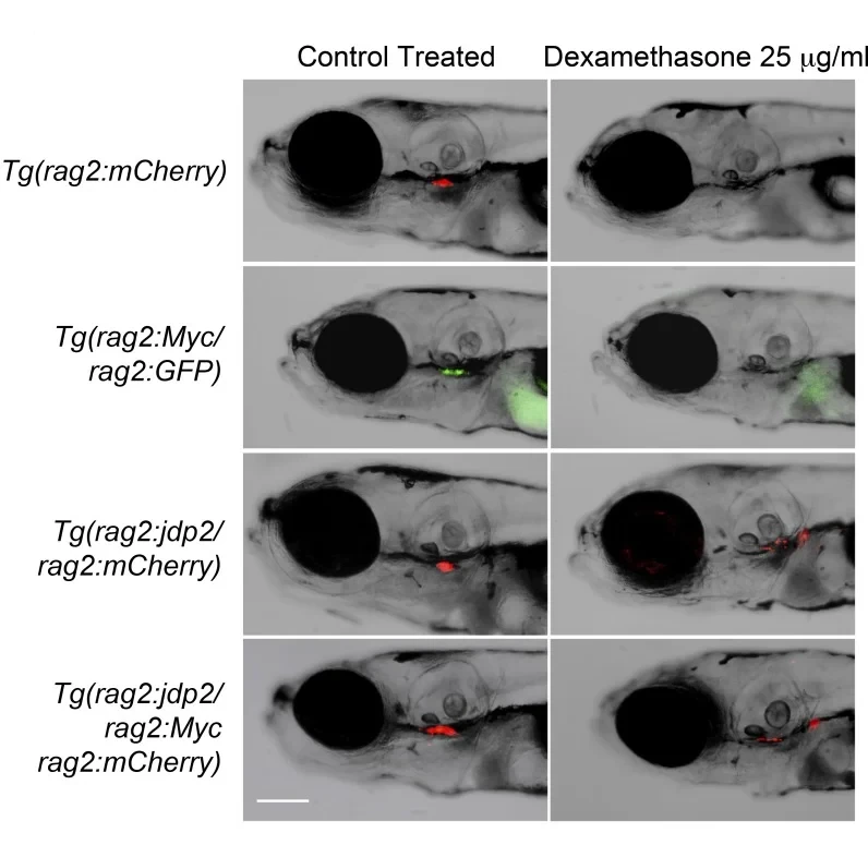 Live fluorescence imaging of transgenic zebrafish with rag2-driven thymic T-cell leukaemia labelled by mCherry or GFP, comparing control and dexamethasone treatment across MYC and JDP2 driven models.