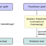  Schematic overview of finetuning pLMs using Sentence Transformers.
